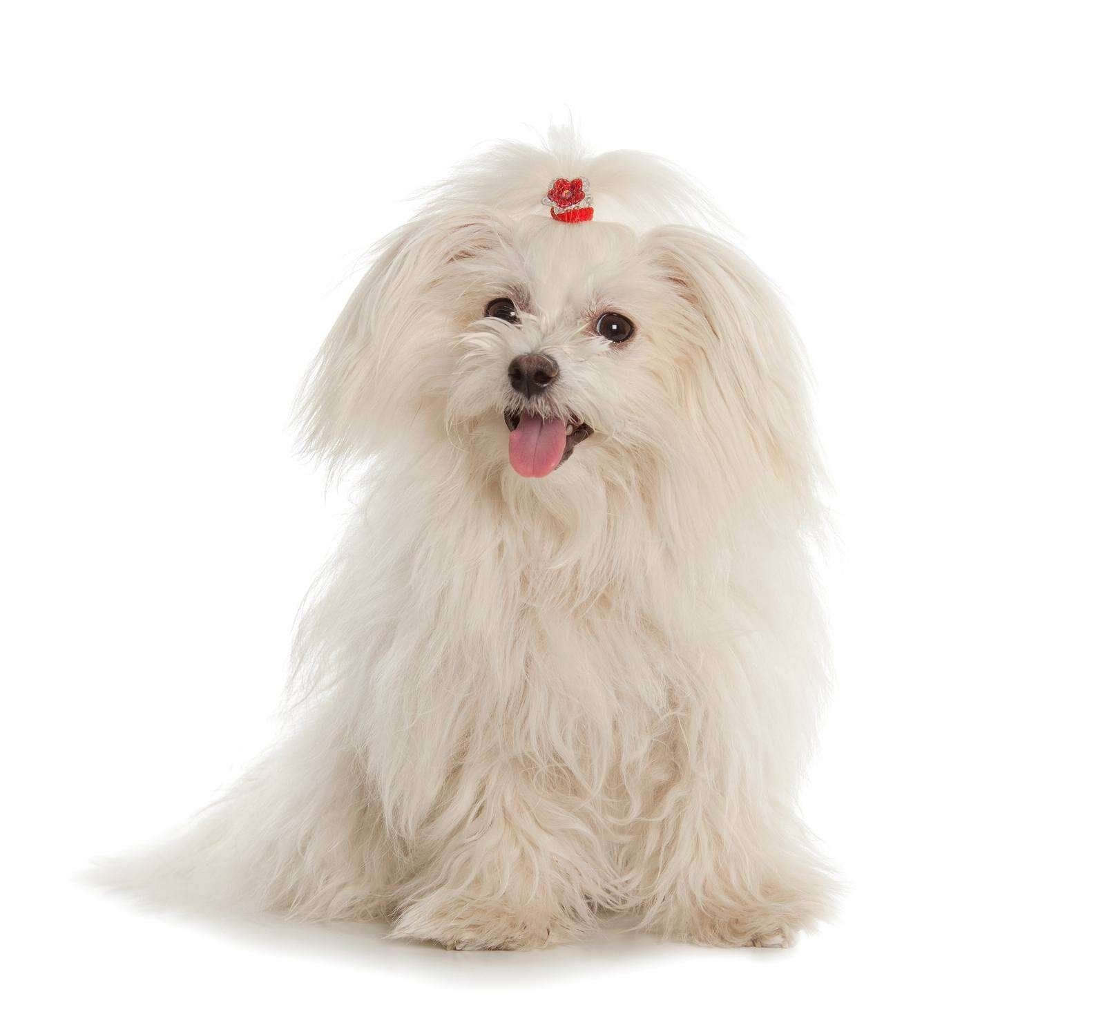 Little white dog outlet breeds