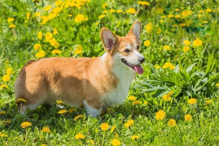 Dog sunbathing; keeping safe in the sun - Practical Paw | The Dog ...